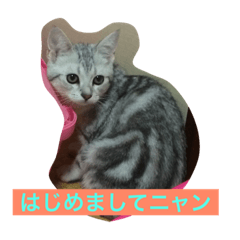 [LINEスタンプ] リロにゃんのご挨拶
