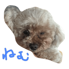 [LINEスタンプ] ちょこちゃん！