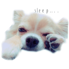 [LINEスタンプ] チワワのエル＆うさぎのハッピー①