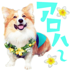 [LINEスタンプ] フラコギkaiのHAPPY☆ALOHA