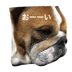 [LINEスタンプ] ごんごんと仲間たち