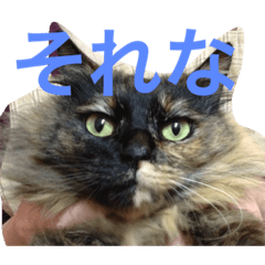 [LINEスタンプ] ねこたちその2