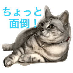 [LINEスタンプ] ねこの日常2