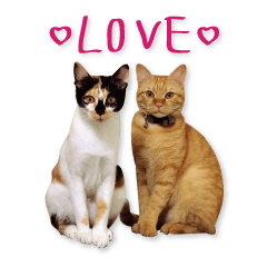 [LINEスタンプ] Jiu.Niu.life