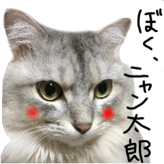 [LINEスタンプ] イケメン猫！ぼく、ニャン太郎