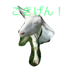[LINEスタンプ] 猫やぎさん日常