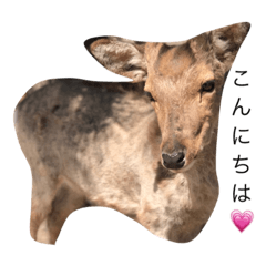 [LINEスタンプ] 各地のどうぶつたち