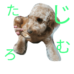 [LINEスタンプ] ゴールデンドウードゥル ムッシュの一言！