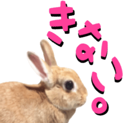[LINEスタンプ] うさぎのきなこ
