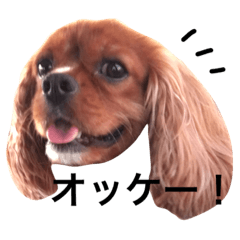 [LINEスタンプ] キャバリアルビー犬のひなたくん。