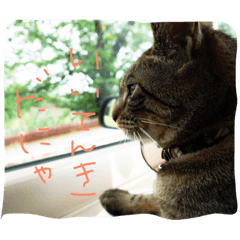 [LINEスタンプ] ねこのわさこ