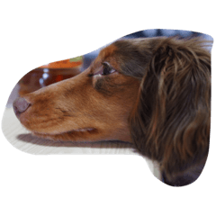 [LINEスタンプ] チャチャ犬