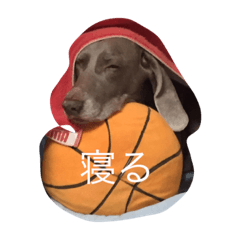 [LINEスタンプ] ペット