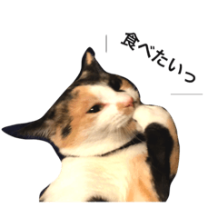 [LINEスタンプ] 三毛猫illy