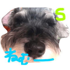 [LINEスタンプ] そらるいぽんの日常
