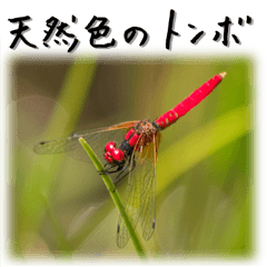 [LINEスタンプ] 天然色のトンボ