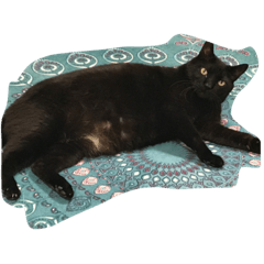 [LINEスタンプ] ウチの可愛い黒猫クロ