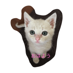 [LINEスタンプ] ミルクティー