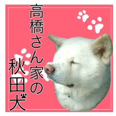 [LINEスタンプ] 高橋さん家の秋田犬