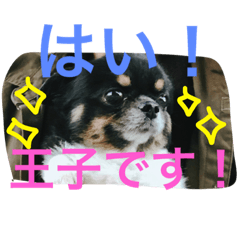 [LINEスタンプ] チワワの鉄男くん