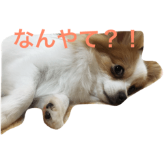 [LINEスタンプ] 関西弁のいぬ