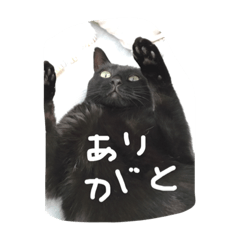 [LINEスタンプ] 【黒猫】クロネコ好きのスタンプの画像（メイン）