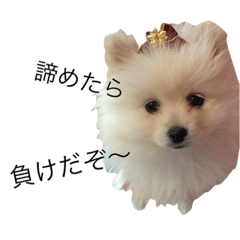 [LINEスタンプ] ふわふわぽめたん