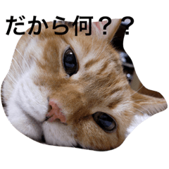[LINEスタンプ] 毒吐く猫