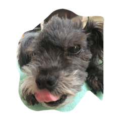 [LINEスタンプ] ふてぶてしい毎日