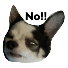 [LINEスタンプ] ララとシンバ