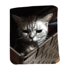 [LINEスタンプ] cat,cat,,,