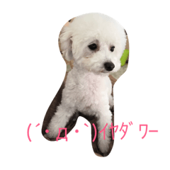 [LINEスタンプ] わが家のプードル