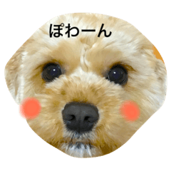 [LINEスタンプ] はちお。