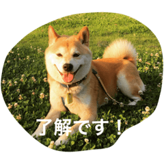 [LINEスタンプ] かい くん