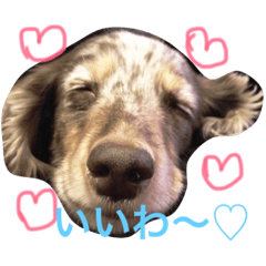 [LINEスタンプ] 美人(犬)ダックスもなかさんの呟き