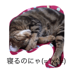 [LINEスタンプ] 猫の気持ち