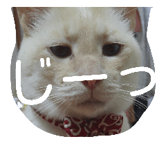 [LINEスタンプ] 困り猫まつこ