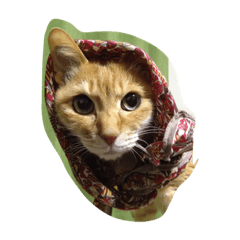 [LINEスタンプ] いやし〜猫