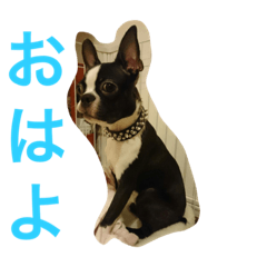 [LINEスタンプ] ボステリ コナ君の日常