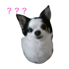 [LINEスタンプ] ララのスタンプ
