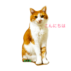 [LINEスタンプ] 猫のまさお