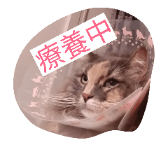 [LINEスタンプ] リオンぬ