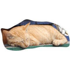 [LINEスタンプ] 近所の猫たち