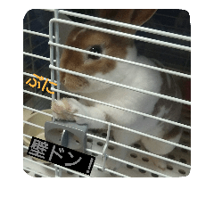 [LINEスタンプ] 我が家の可愛いウサギ達