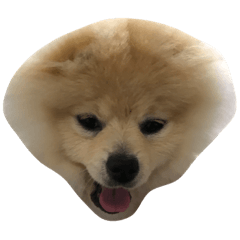[LINEスタンプ] ポメラニアンのきなこ