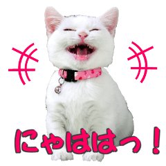 [LINEスタンプ] 短足だってイイじゃん！ 猫写真スタンプ