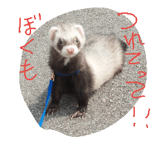 [LINEスタンプ] フェレット三兄弟