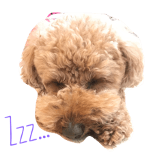 [LINEスタンプ] 愛犬chacoの日常の画像（メイン）