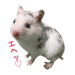 [LINEスタンプ] 可愛いハムスター