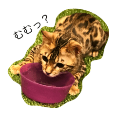 [LINEスタンプ] うちの猫♪